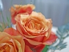 rose-7-1024x768.jpg