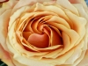 rose1-1024x768.jpg