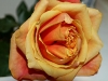 rose10-1024x768.jpg