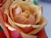 rose2-1024x768.jpg