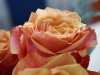 rose6-1024x768.jpg