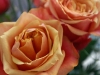 rose8-1024x768.jpg