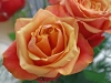 rose9-1024x768.jpg