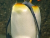 kaiserpinguine-1024x768.jpg