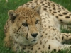 Gepard